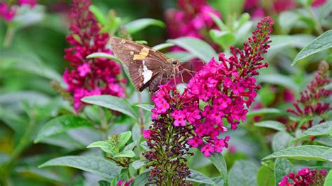 Our Favorite Summer Flowering Shrubs – Merrifield Garden Center