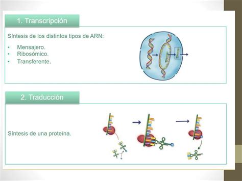 Sintesis De Proteinas Pptx C Digo Gen Tico Ppt