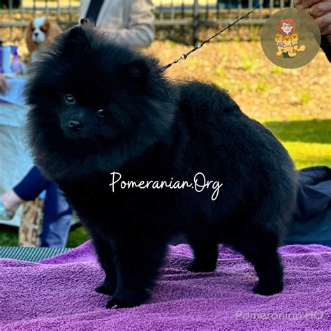 Black Skin Disease Pomeranian. Pomeranian Alopecia Information