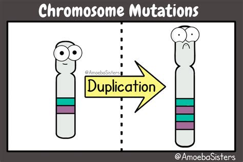 Cell Division Ms Andersons Biology Class