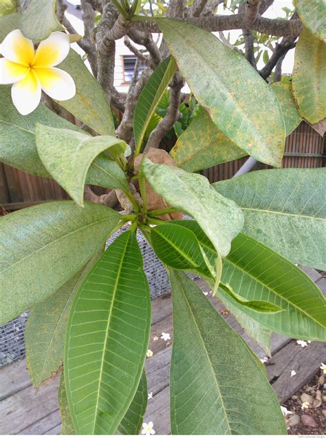 Treating Frangipani Rust — Seed Landscape Design Garden Help