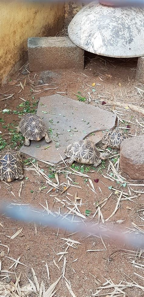 Guindy Snake Park (Chennai (Madras)) - 2019 All You Need to Know BEFORE ...