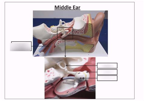 Ear (middle) Diagram | Quizlet