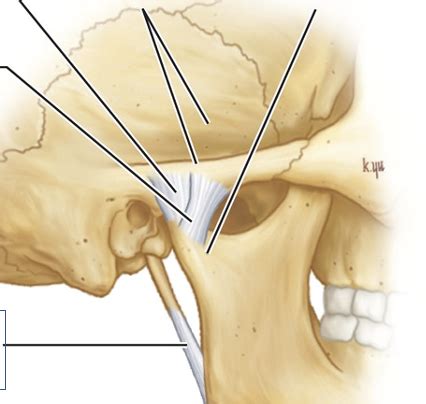 Skull Face And Tmj Muscles Of Mastication Flashcards Quizlet