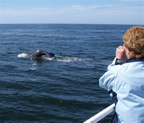 Gallery Marine Discovery Tours