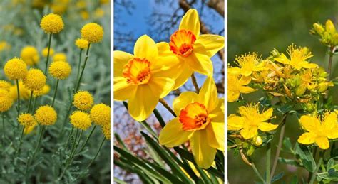 Top 12 Des Plus Belles Fleurs Jaunes à Avoir Au Jardin