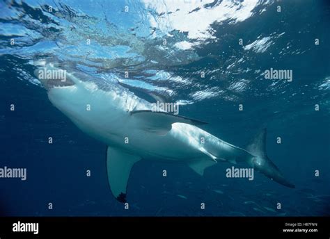 Great White Shark Carcharodon Carcharias Swimming Underwater Neptune