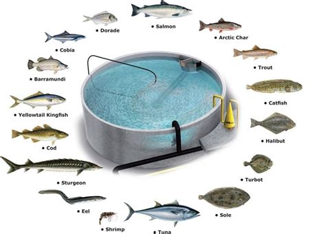 RAS Aquaculture Species Posted By Youmanitas Aquaponics System Fish