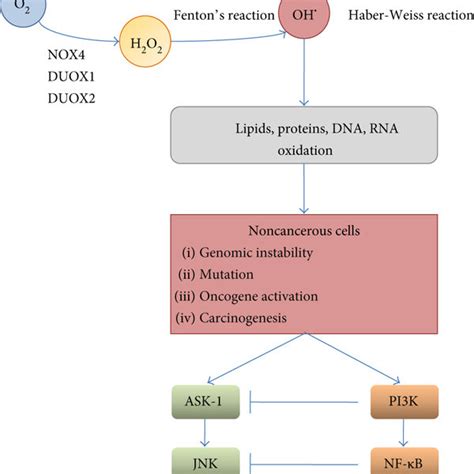 Examples Of Nox Signal Transduction Nox Derived Ros Can Affect The