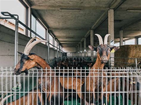Managing Waste And Manure On A Goat Farm A Beginners Guide