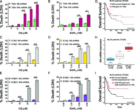 Decreased Id4 Expression Leads To Sensitivity To Lysosomal Inhibitors Download Scientific