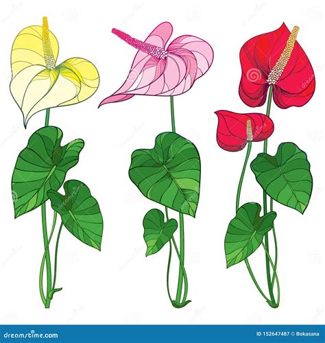 Vector Set Of Outline Tropical Plant Anthurium Or Anturium Flower Bunch