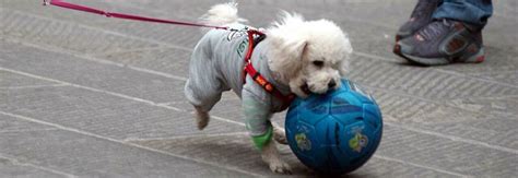 Aggrediscono La Padrona E Tentano Di Sequestrare Il Cane Ma Il