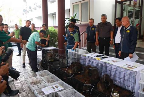 ANIMAUX ENDÉMIQUES SAISIS EN THAÏLANDE Un réseau transnational opère