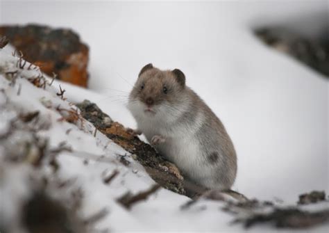 Lemming – cute fluffy creature - Wander Lord