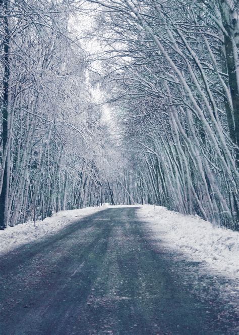 Bakgrundsbilder träd natur skog gren snö vinter Frost is