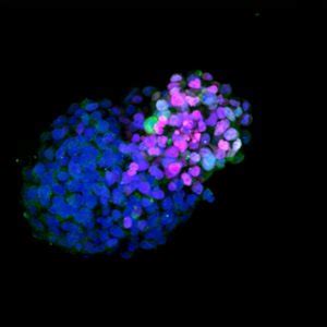 Pioneering Code Of Practice Released For Use Of Stem Cell Based Embryo