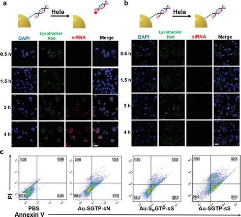 Intracellular Release Of SiRNA And Apoptosis A B SiRNA Release And