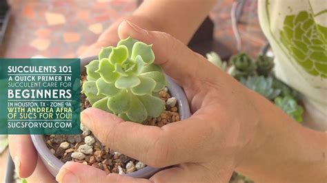 Succulents 101 A Care Primer For Beginners With Sucs For You YouTube