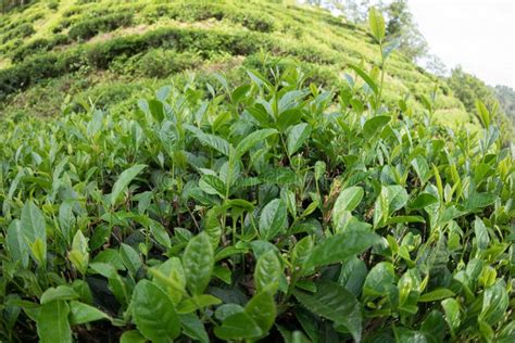 Green Tea Trees Stock Image Image Of Branch Agriculture 20302823