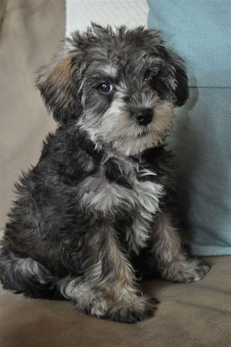 This Looks Just Like Baxter When We Got Him He Was All Black Except A