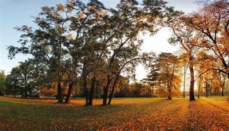 756847 Seasons Autumn Trees Foliage Rare Gallery HD Wallpapers