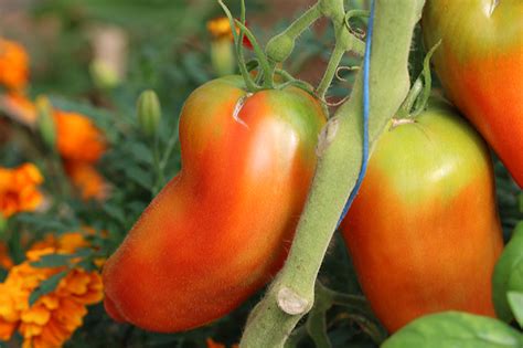 Tomate Cornue Des Andes Bio L Atelier Des Bons Plants