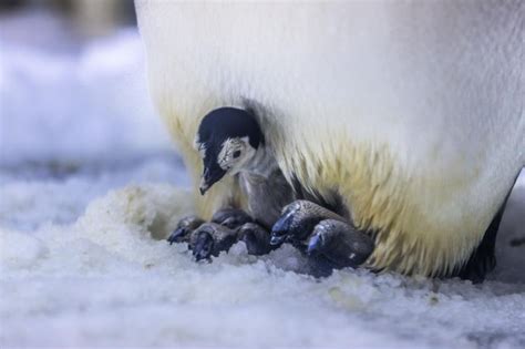 Newborn Penguin Taken Care Of By Father 1 Chinadaily Cn