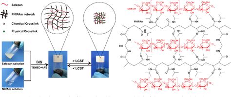 Table 1 From A Novel Thermo Responsive Hydrogel Based On Salecan And