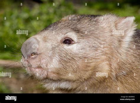 Australian burrowing marsupial fotografías e imágenes de alta