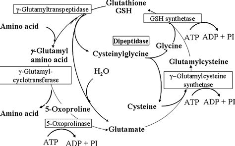 Dug P Is A Cys Gly Peptidase Of The Glutamyl Cycle Of Saccharomyces