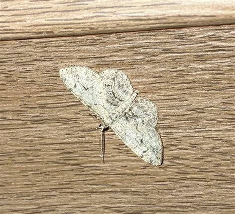 Pale Winged Gray From Penn Ave Apalachin Ny On July At