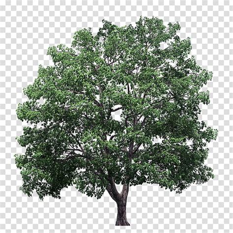 Sycamore Tree Crown Plane Trees Sycamore Maple Elm Hedge Norway