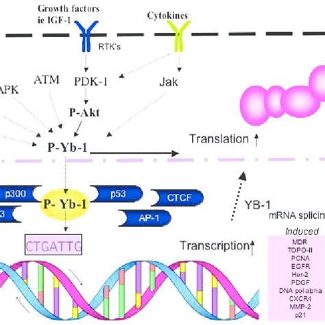 The Structure And Functions Of Yb Yb Is Made Up Of The N Terminal