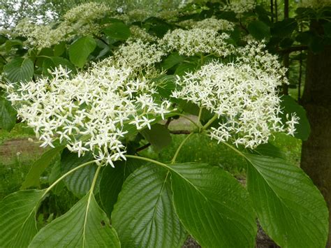 Cornus Controversa Reuzenkornoelje Pagodekornoelje Van Den Berk