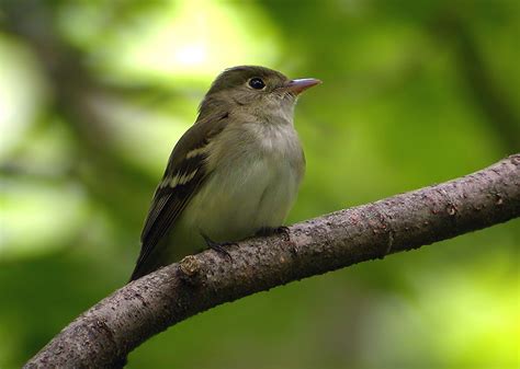 Acadian Flycatcher