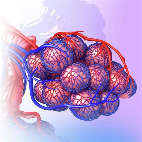 Alveoli Of The Human Lung Photograph By Pixologicstudio Science Photo