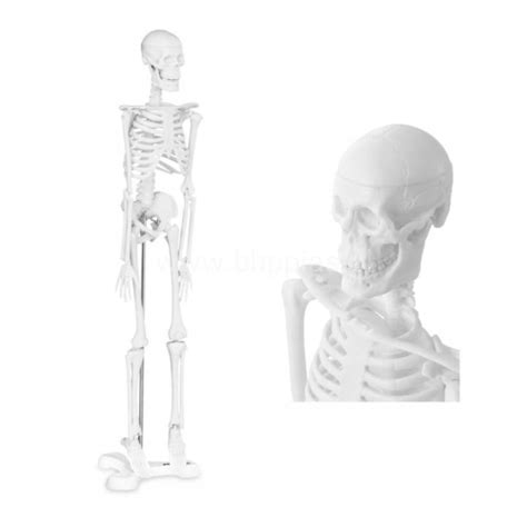 Szkielet Anatomiczny Model Szkielet Ludzki Cm Bhp Pias