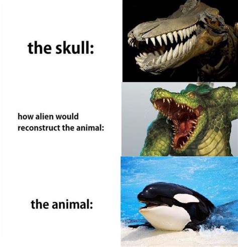 Whale Killer How Aliens Would Reconstruct The Animal Know Your Meme