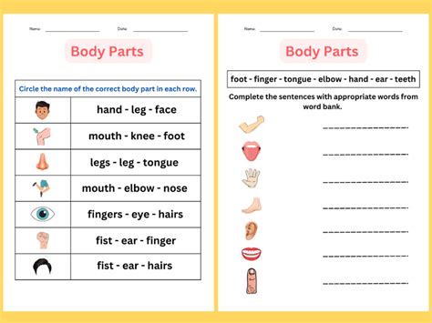 Printable Matching Body Parts Worksheet For Special Education Grade 1