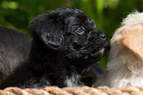 Bolonka Zwetna Z Chter Mit Welpen In Sterreich Hunde De