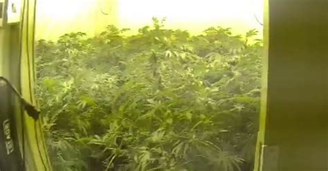 Huge Cannabis Farm Worth £200 000 Discovered In Harehills Leeds Live