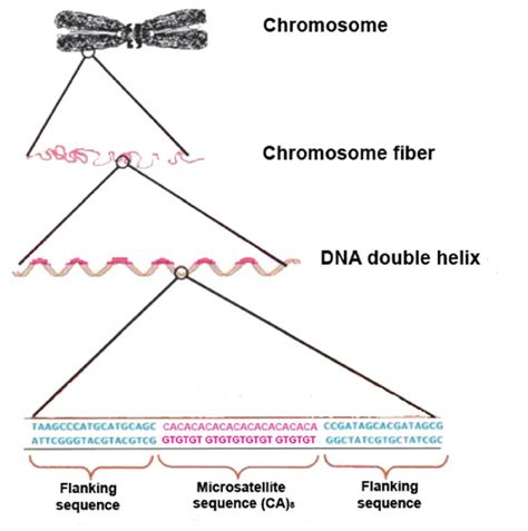 Diagram That Shows The Microsatellites Or Variable Number Of Tandem