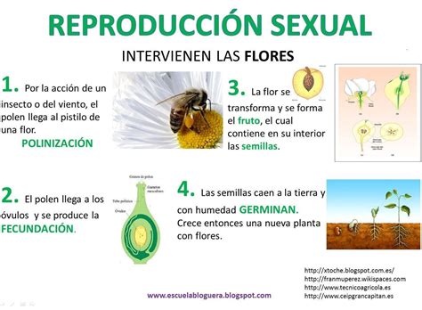 Organizador Gráfico Como El De La Imagen Con El Tema La Reproducción Sexual En Las Plantas