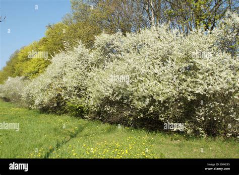 Prunus Spinosa Hedge Garden Hi Res Stock Photography And Images Alamy