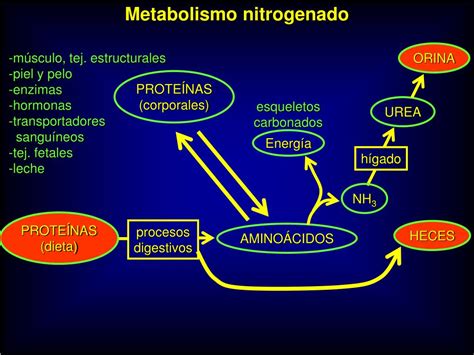 Ppt Las Prote Nas En La Nutrici N De Monog Stricos Powerpoint