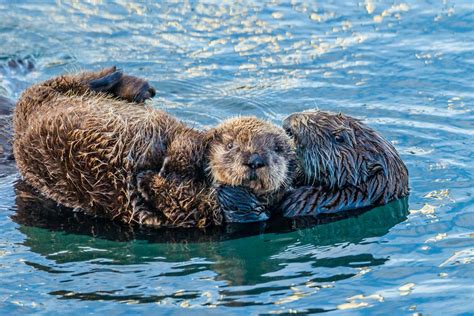 Sea otter mother with pup. | Smithsonian Photo Contest | Smithsonian ...