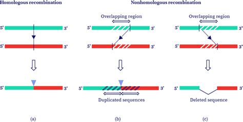 Genetic Recombination | bartleby