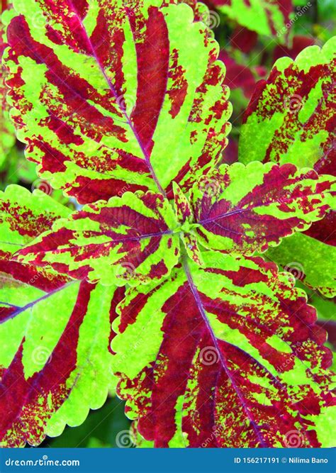 Beautiful Green Red Leaf Coleus Amboinicus Plectranthus Amboinicus Or