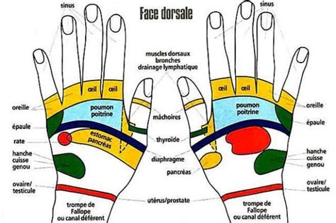 Réflexologie Plantaire Et Palmaire Acupuncture Acupressure Health And